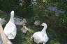 Photo ID: 032836, Ducklings and parents (171Kb)