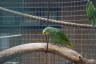 Photo ID: 033407, Amazon parrot (133Kb)