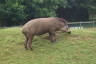 Photo ID: 033414, Tapir (198Kb)