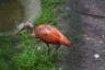 Photo ID: 033416, Scarlet Ibis (189Kb)