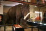 Photo ID: 033674, Suffolk's own Mammoth (133Kb)