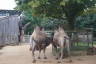 Photo ID: 035268, Bactrian Camels (171Kb)