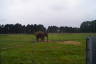 Photo ID: 035359, Passing an Elephant (117Kb)
