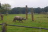 Photo ID: 035361, Rhino on the move (135Kb)