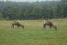 Photo ID: 035372, Grazing camels (139Kb)