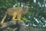 Photo ID: 035435, Spider Monkey (144Kb)