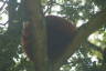 Photo ID: 035437, Sleeping red panda (118Kb)