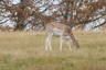 Photo ID: 037036, Fallow Deer (171Kb)