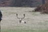 Photo ID: 037085, A large Fallow stag (123Kb)