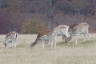 Photo ID: 037087, Grazing fallow deer (114Kb)