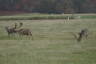 Photo ID: 037088, Two Sika stags and a doe (118Kb)