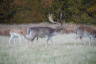 Photo ID: 037094, Fallow deer and Sika Stag (148Kb)