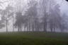 Photo ID: 037862, Trees in the fog (134Kb)