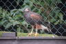 Photo ID: 037911, Harris Hawk (186Kb)