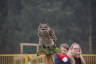 Photo ID: 037913, Owlfie African spotted Eagle Owl (85Kb)