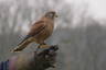 Photo ID: 037915, Harley the Kestrel (77Kb)