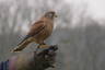 Photo ID: 037915, Harley the Kestrel (77Kb)