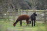 Photo ID: 037958, Alpacas (192Kb)