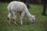 Photo ID: 037959, Grazing alpaca (195Kb)