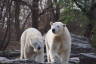 Photo ID: 038079, Two Polar Bears (140Kb)