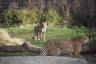 Photo ID: 038098, Pair of Cheetahs (179Kb)