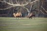 Photo ID: 038107, Bactrian Camels (169Kb)