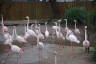 Photo ID: 038201, Flamingos (175Kb)