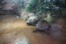 Photo ID: 038207, Giant Tortoises (136Kb)