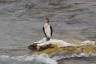 Photo ID: 038778, Sole Cormorant (144Kb)