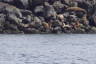 Photo ID: 039804, Sealions on the rocks (159Kb)