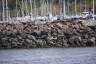 Photo ID: 039805, Sea Lions taking over the harbour defences (226Kb)