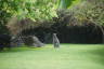 Photo ID: 040009, Red Necked Wallaby (205Kb)