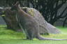 Photo ID: 040010, Wallaby or maybe a Walleroo (140Kb)