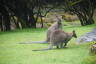 Photo ID: 040012, Wallabies (182Kb)