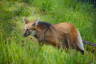 Photo ID: 040054, Maned Wolf (174Kb)