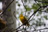 Photo ID: 040058, Weaver Bird (119Kb)