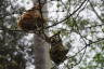 Photo ID: 040059, Weaver Bird Nests (160Kb)