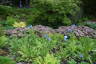 Photo ID: 040583, Waterside plants (241Kb)