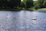 Photo ID: 041252, Swans on the lake (219Kb)