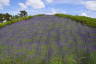 Photo ID: 041330, A wall of Lavender (233Kb)