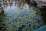 Photo ID: 041750, Water Lilies in the canal (194Kb)