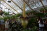 Photo ID: 041965, Amorphophallus titanum (206Kb)