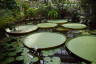 Photo ID: 041967, Lilly pads (202Kb)