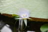 Photo ID: 041968, Lilly Flower (99Kb)