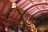 Photo ID: 042003, Dippy the Diplodocus (162Kb)