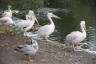 Photo ID: 042207, St James's Pelicans (185Kb)