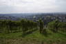 Photo ID: 042812, Looking through a vineyard (164Kb)