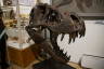 Photo ID: 042986, Dinosaur head (147Kb)