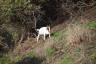 Photo ID: 043343, Dorset Mountain Goats (261Kb)