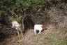 Photo ID: 043345, Bush climbing goats (265Kb)